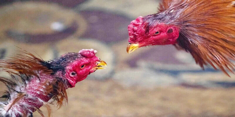 Step-by-Step Guide to Joining TG777 Cockfighting